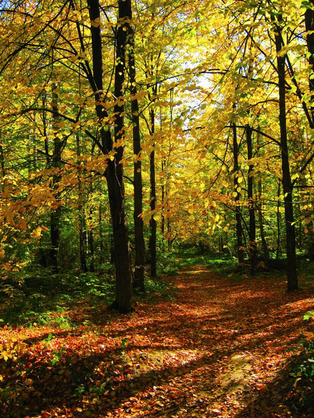 the beautiful autumn forest in bright yellow colors - Fotoğraf, Görsel