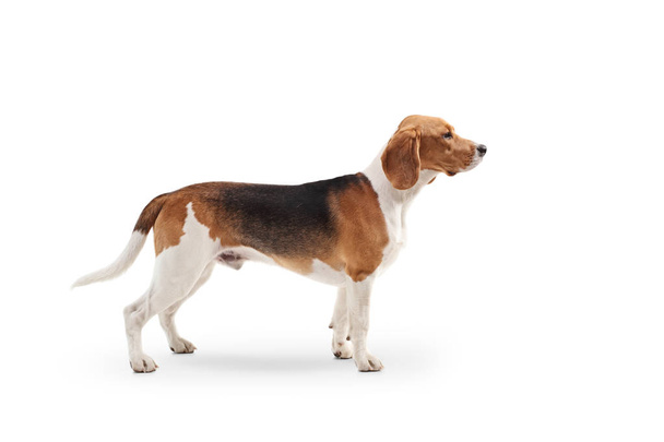 Profile shot of a beagle dog standing isolated on white background - Фото, изображение
