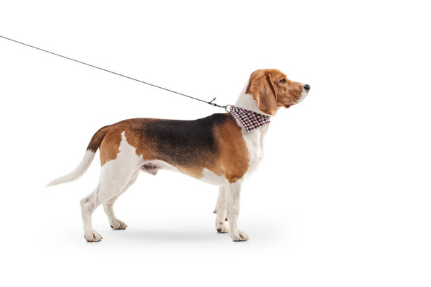 Profile shot of a beagle dog standing on a leash with a scarf around his neck isolated on white background - Valokuva, kuva