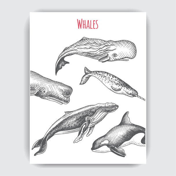 Vector hand drawn illustration of wild fish, marine style - Vektor, obrázek