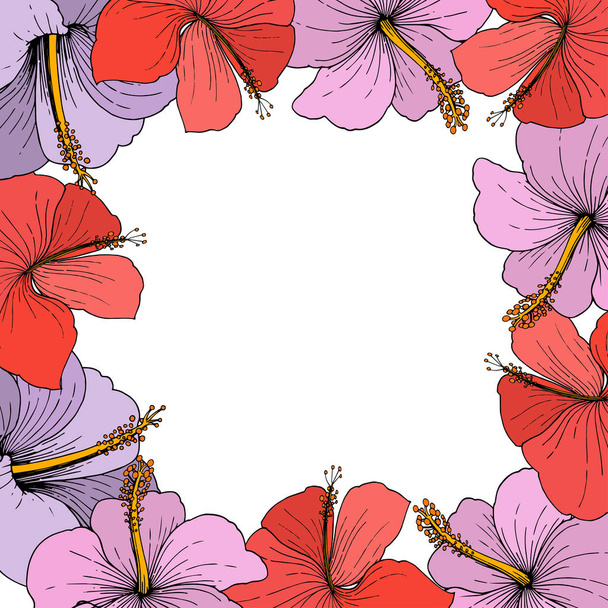 Vector Hibiscus floral tropical flowers. Wild spring leaf wildflower isolated. Engraved ink art on white background. Frame border ornament square. - Vetor, Imagem