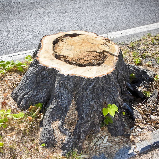 Detail eines Baumstumpfes von einem kürzlich gefällten Baum.  - Foto, Bild