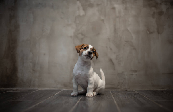 Welpe der Rasse Jack Russell Terrier sitzt auf einem dunklen Boden vor einer grauen Wand und schaut auf - Foto, Bild