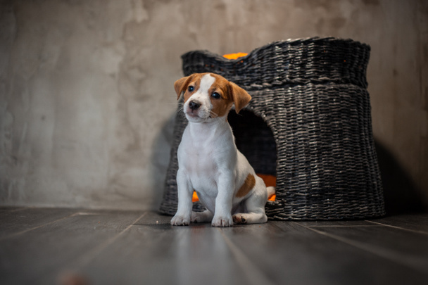 Puppy of breed Jack Russell Terrier sitting next to a wicker pet house with orange pillows against a gray wall - Photo, Image