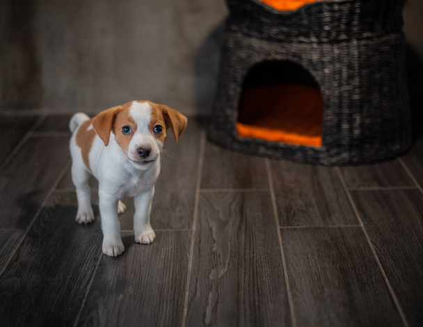 Puppy of breed Jack Russell Terrier stands next to a wicker pet house with orange pillows against a gray wall - Photo, Image