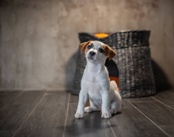Kiskutya fajta Jack Russell Terrier ül egy fonott kisállat ház-narancs párnák a szürke falon - Fotó, kép