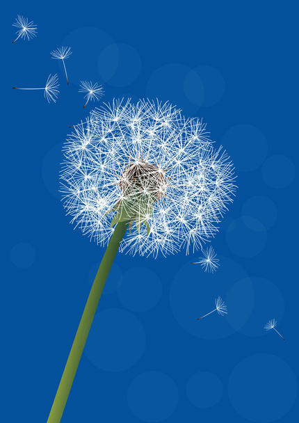 vector dandelion on blue - Vector, Image