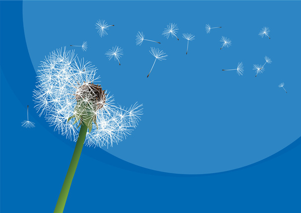vector dandelion on a wind loses the integrity - Vector, Image
