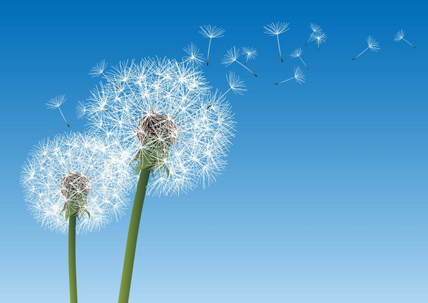 vector dandelion on a wind loses the integrity - Vector, Image