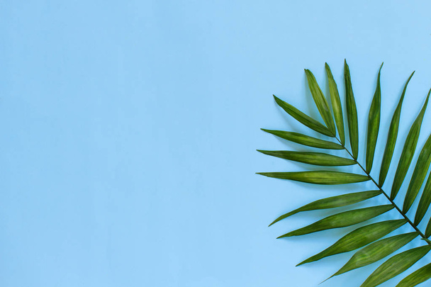 Palm leaf on a light blue background - 写真・画像