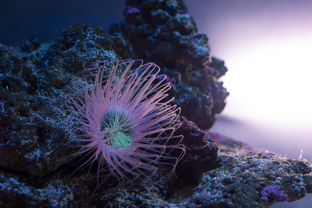 Hermosa anémona de mar
 - Foto, imagen