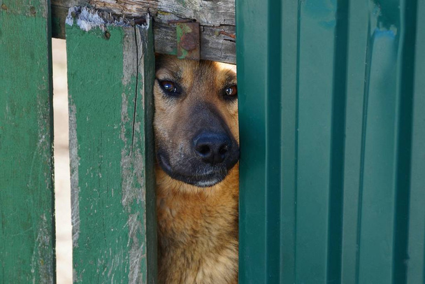 cão marrom olha para fora da ranhura da cerca
 - Foto, Imagem
