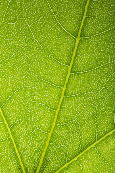 żyłach liści rozgałęzionych sieci fotosyntezy wiosna zielony liść makro powierzchni tekstury - Zdjęcie, obraz