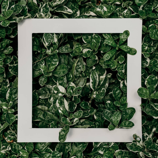 leaves with white paper copyspace area - Fotó, kép
