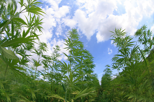 marihuanové pole - Fotografie, Obrázek