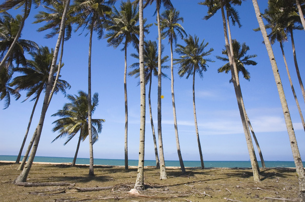 Blue beach with coconut - Zdjęcie, obraz