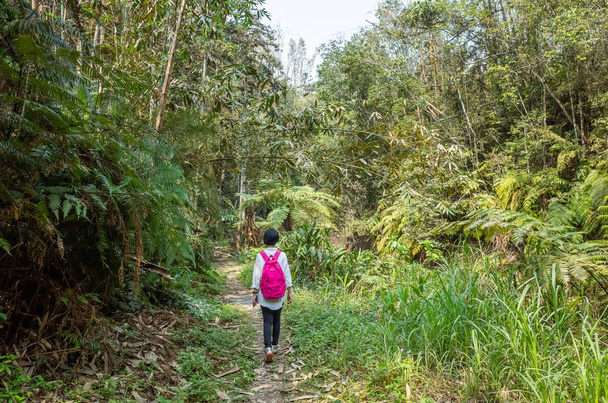 cestující ženy procházka v lese - Fotografie, Obrázek