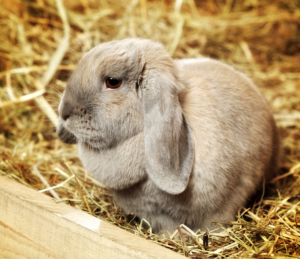 Lop-earred Rabbit - Φωτογραφία, εικόνα