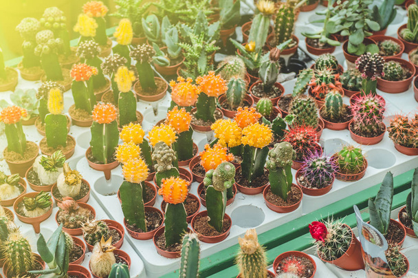 Erilaisia värillisiä kaktuksia kasveja kasvihuoneessa. Erilaisia kaktuksia hyllyllä myymälässä
.  - Valokuva, kuva