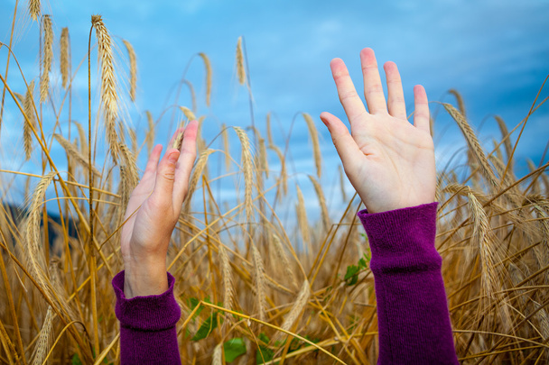 handen van een jong meisje in het wheet veld - Foto, afbeelding