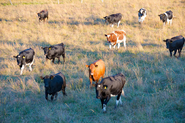 Крупный рогатый скот на юге Чили, X Region de Los Lagos, Чили
 - Фото, изображение