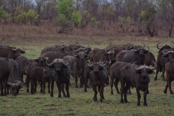 Kaffir buffalo in the savanna of in Zimbabwe South Africa - Fotó, kép
