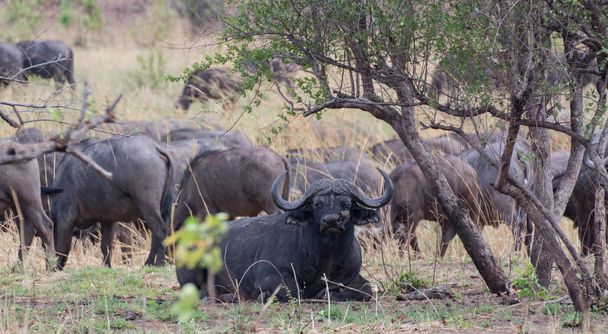 Kaffir buffalo in the savanna of in Zimbabwe South Africa - Foto, Bild