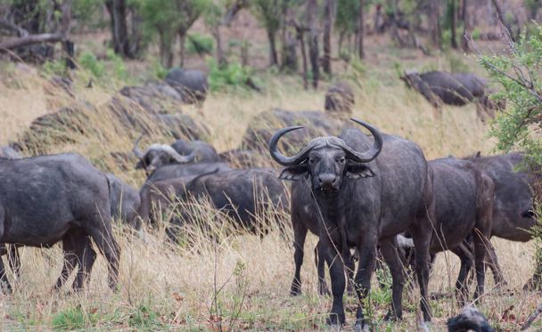 Kaffir buffalo in the savanna of in Zimbabwe South Africa - Foto, Bild