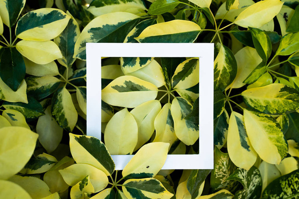 plant pattern tropical leaf background design - Foto, Imagem