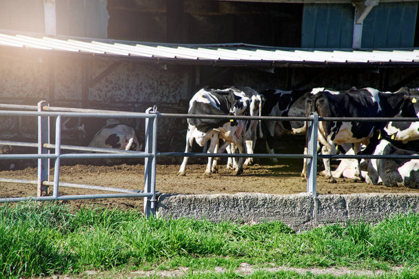 Koeien op boerderij achter het hek, landbouw concept. - Foto, afbeelding