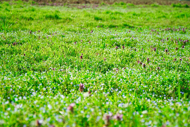 Campo verde hierba en la colina, maqueta de hierbas
 - Foto, Imagen