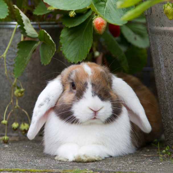 オランダ語ミニ垂れウサギ庭に - 写真・画像