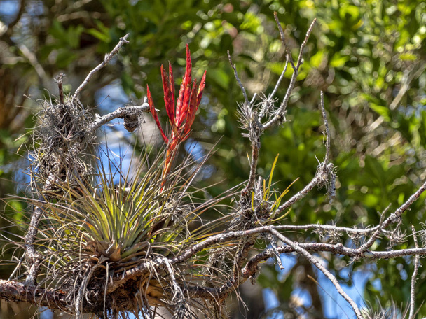Tree covered with bromelias of the genus Tillandsia, Honduras - Photo, Image