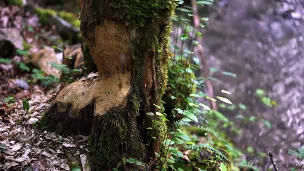 Bite tree by beaver in forest - Felvétel, videó