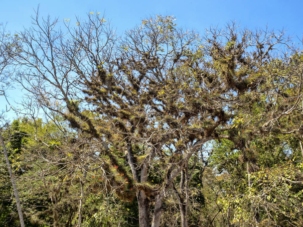 Ağaç cinsi Tillandsia, Honduras bromelias ile kaplı - Fotoğraf, Görsel