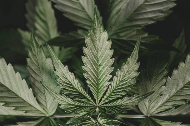 green background, cannabis cultivation, Growing indica cannabis, marijuana leaves, vegetation marijuana plants - Photo, Image
