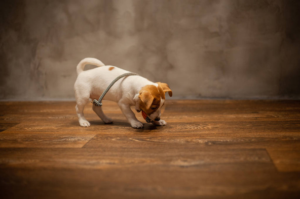 Jack Russell Terrier cachorro jugando con bola naranja con una cuerda en el extremo contra el fondo de una pared gris en un suelo de madera
 - Foto, imagen