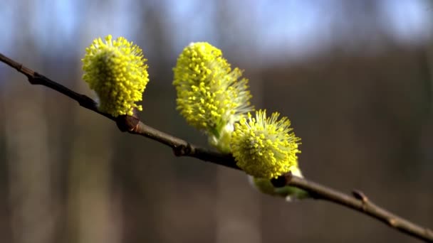 Kundička Willow-Salix cinerea ve větru - Záběry, video