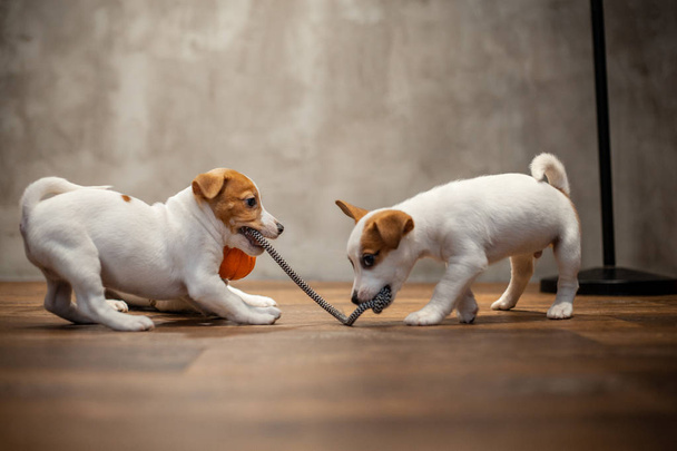Два щенка породы Джек Рассел терьер играют с игрушкой с оранжевым шаром тянет его на пол к серой стене
 - Фото, изображение
