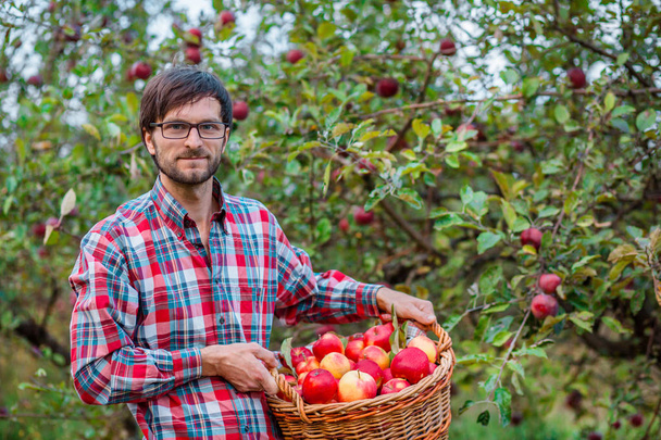 Picking apples. A man with a full basket of red apples in the garden. - Foto, immagini
