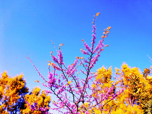 boom takken met kleurrijke bloemen in het voorjaar in het park tuin. - Foto, afbeelding
