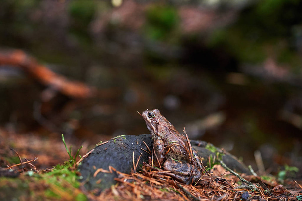 Бурая лягушка в лесу
. - Фото, изображение