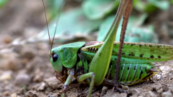 Zielony Grasshopper na tle - Materiał filmowy, wideo