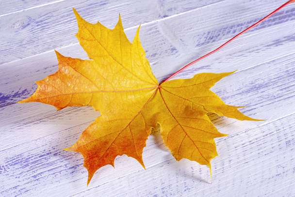 one yellow maple leaf - Zdjęcie, obraz