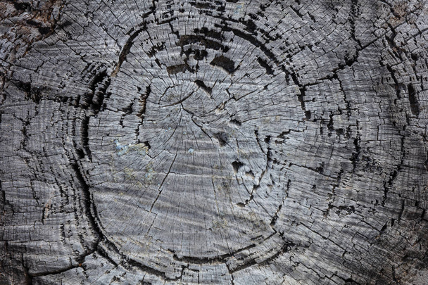 Fenyő fa trunk fa háttér, régi viharvert szürke színű fából készült stump - Fotó, kép