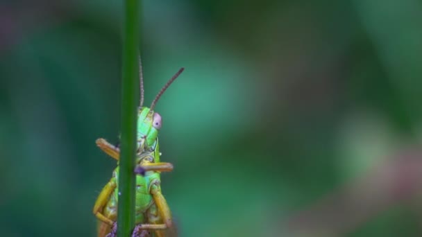 Green Grasshopper on the grass - Filmati, video
