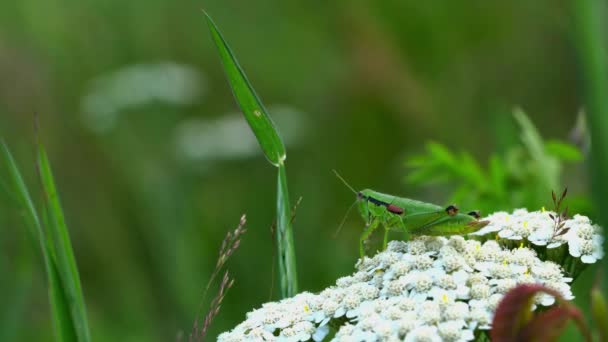 πράσινη ακρίδα στο γρασίδι - Πλάνα, βίντεο