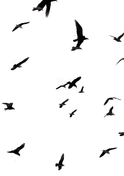 Ilustración de aves volando aisladas sobre fondo blanco. Para póster, banner y postal
. - Foto, Imagen
