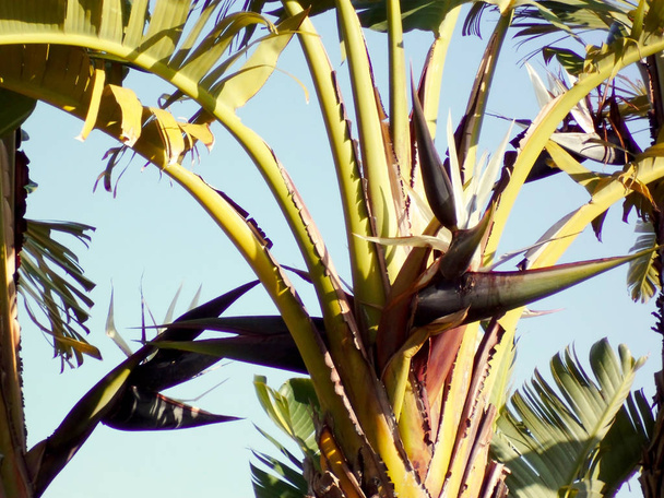 bananenboom in de tuin van het Park in de hoofdstad van Cadiz, Andalusië. Spanje. - Foto, afbeelding