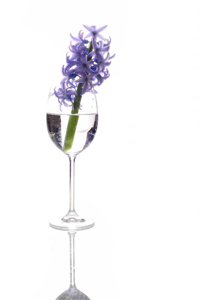 Fioletowy hiacynt kwiaty w kieliszek do wina - Zdjęcie, obraz